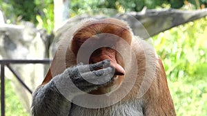 Male Proboscis monkey Nasalis larvatus itching nose in Labuk Bay, Sabah, Borneo, Malaysia