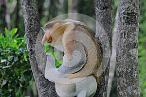 A male Proboscis monkey Nasalis larvatus or long-nosed monkey.