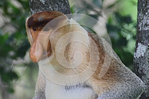 A male Proboscis monkey Nasalis larvatus or long-nosed monkey.