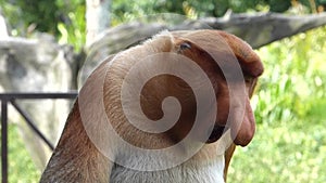 Male Proboscis monkey Nasalis larvatus sitting in Labuk Bay, Sabah, Borneo, Malaysia