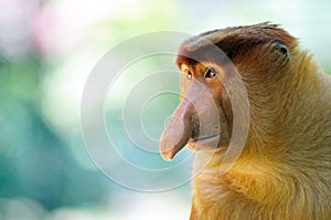 Male proboscis monkey