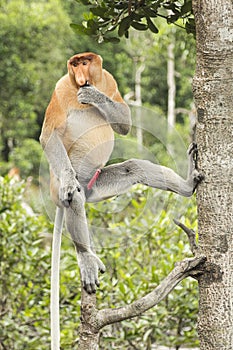 Male Proboscis monkey in a tree.