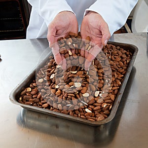 Male professional hands showing roasted almonds for sweet craftsmanship specialty