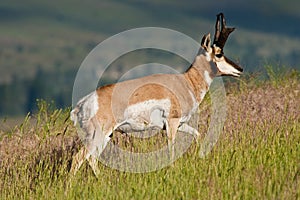 Male Pronghorn