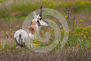 Male Pronghorn