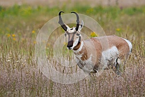 Male Pronghorn