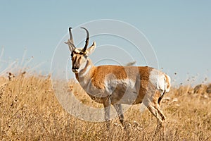 Male Pronghorn