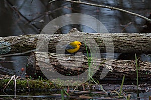 Male Prothonotary Warbler foraging in a dark swamp.