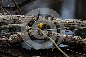 Male Prothonotary Warbler foraging in a dark swamp.