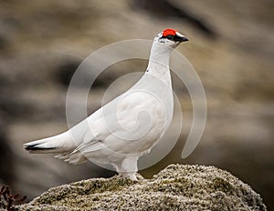 Male Ptarmigan-Iceland