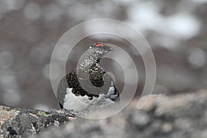 A male Ptarmigan Lagopus mutus in the Cairngorm mountains.