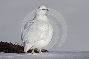 The male ptarmigan which stands in the snow