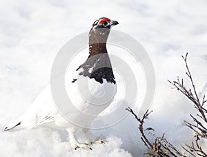 Male Ptarmigan in Winter