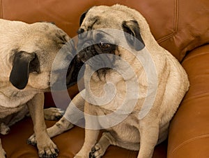 Male Pug and Girl Pug
