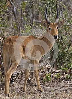 Male Puku Antelope (Kobus vardonii) - Botswana