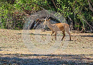 Male puku walking in sunlight of kafue national park zambia