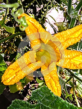 Male pumpkin flowere with yellow colore. photo