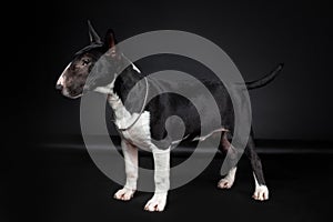 Male purebred dog of miniature bull terrier breed of black and white color standing isolated