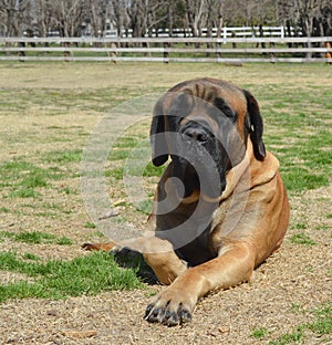 Male purebred English Mastiff Dog laying on the ground outside in the summer