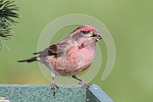 Male Purple Finch Carpodacus purpureus