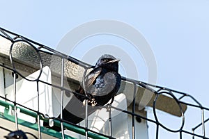 Male purple martin bird Progne subis perches photo