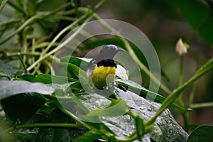 Male purple rumped sunbird sitting on green leaf bathing