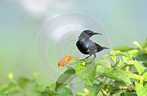 Male Purple Sunbird Nectarinia asiatica