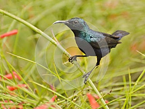 A male purple sunbird sitting on a flower bush