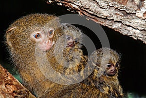 A male Pygmy Marmoset with babies, the best picture.