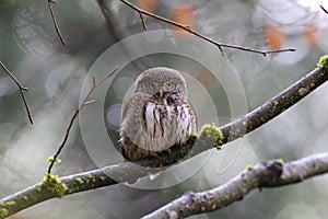 Male Pygmy Owl (Glaucidium passerinum) Swabian Alb