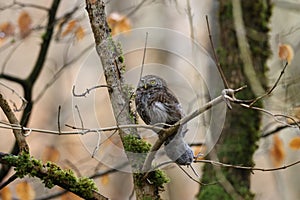 Male Pygmy Owl & x28;Glaucidium passerinum& x29; Swabian Alb