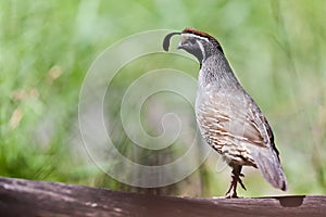 Male quail in woods