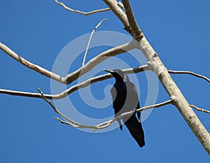 A male Quiscalus mexicanus and the blue sky