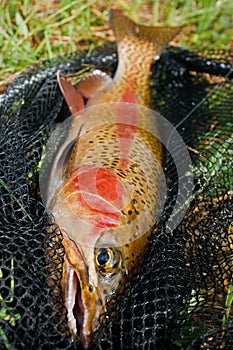 Male rainbow trout golden colored