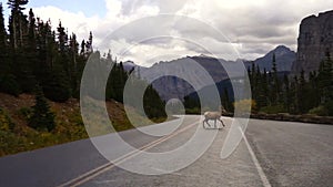 Male Ram Bighorn Sheep Crossing Road Wild Animal Montana Wildlife