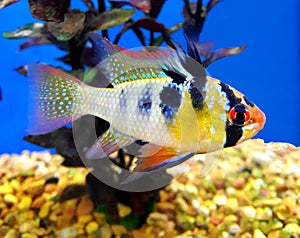 A male Ram Cichlid in breeding colors
