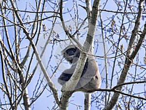 male rare Silver Gibbon, Hylobates moloch, sitting on a tree