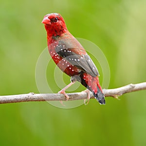 Male Red Avadavat