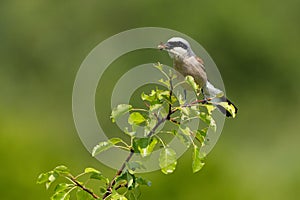 The male red-back shrike perching on a tree