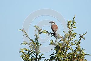 Male Red-Backed Shrike