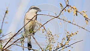 Male Red-backed Shrike