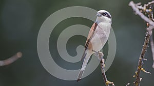 Male Red-backed Shrike on Branch Looking Left