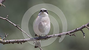 Male Red-backed Shrike on Dry Branch