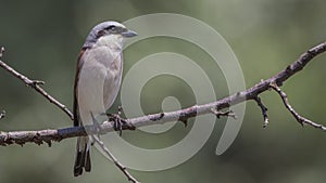 Male Red-backed Shrike on Dry Branch Looking Right