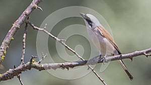 Male Red-backed Shrike on Dry Branch Looking Up