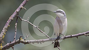 Male Red-backed Shrike on Dry Tree Branch