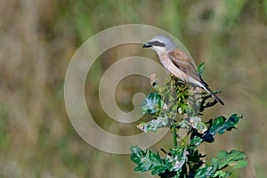 Male Red-backed shrike hunting