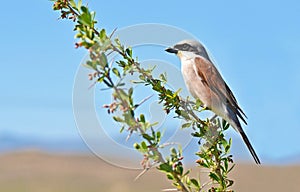 Male Red-backed Shrike , Lanius collurio