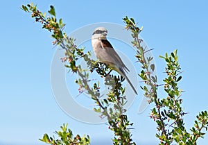 Male Red-backed Shrike , Lanius collurio