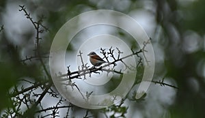 male red-backed shrike Lanius collurio is observing the territory